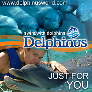 Swim with the dolphins